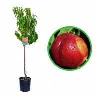 Pomi Fructiferi La GHIVECI (NECTARIN )