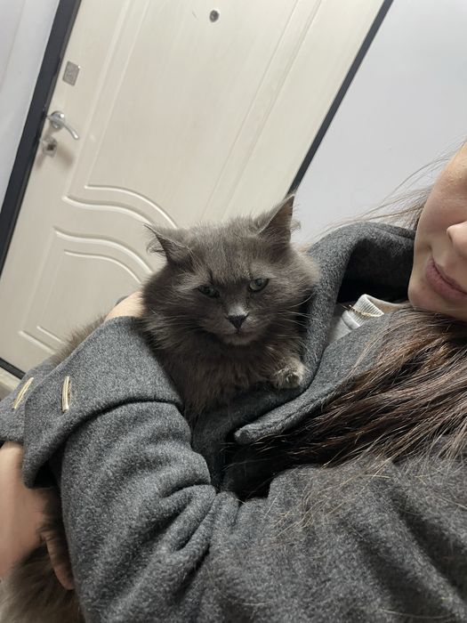 отдам даром котенка