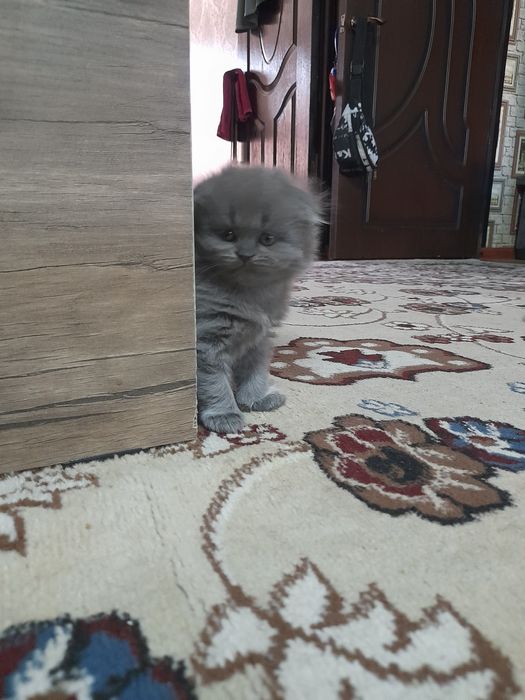 Продаётся великолепная плюшевая кошечка скотишь  фолд