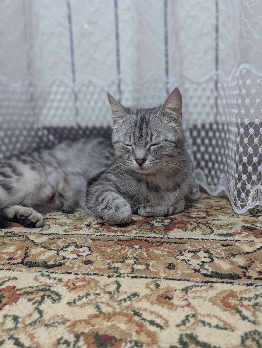 Отдам котят бесплатно