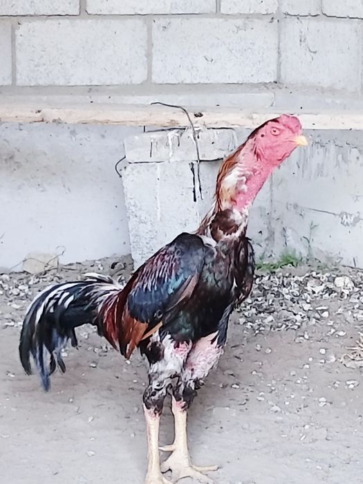 Kulangi xòroz 2-3 yosh
