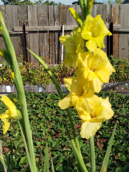 Продам луковицы гладиолусы