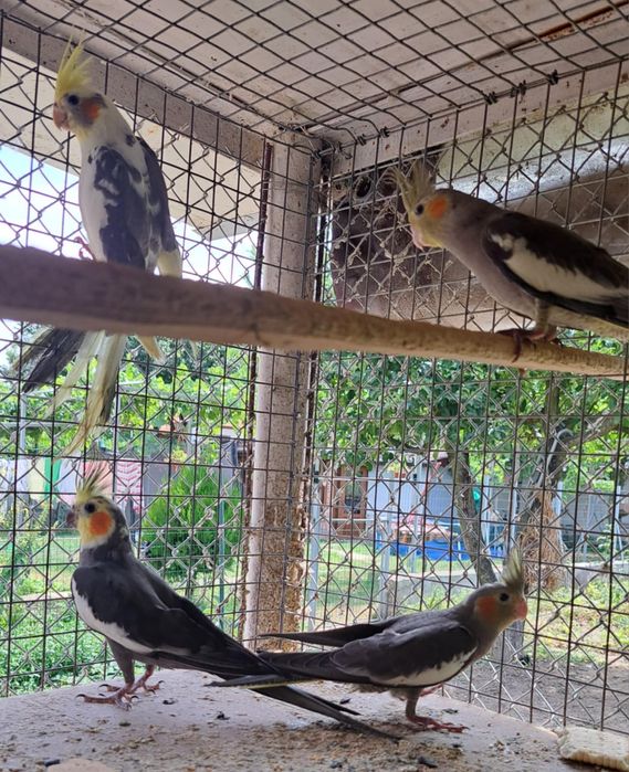 Папагали "Корели"