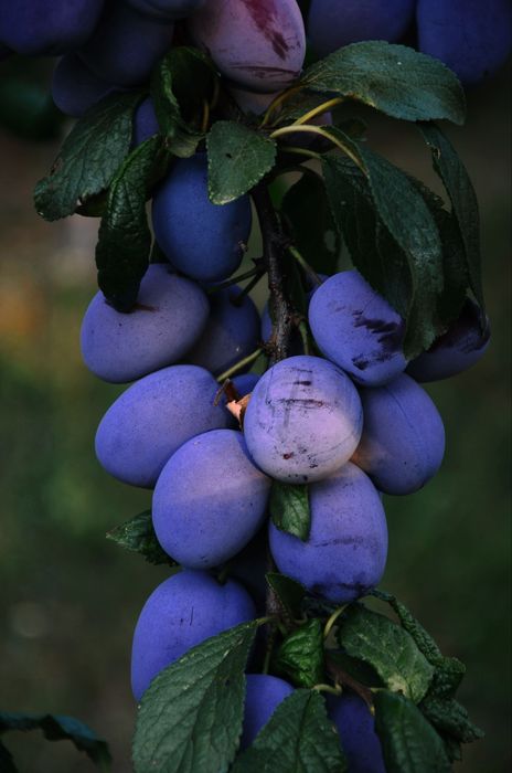 Продам Саженцы сливы