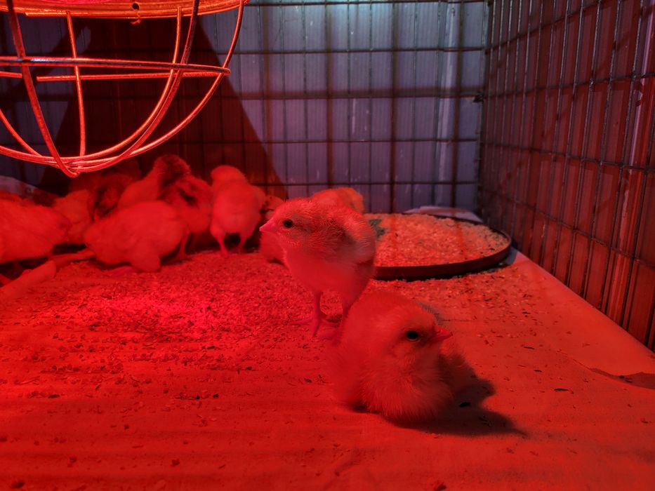 Pui de o zi,oua de incubat gaini Isa Brown