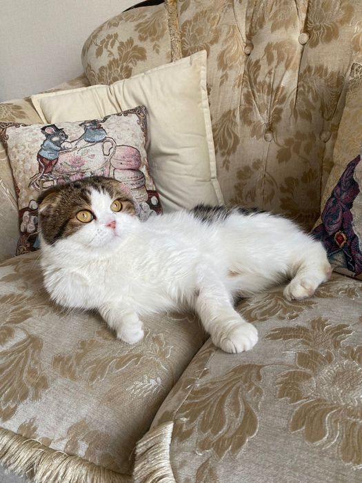 Ищем семью коту Феофану, британец экзот