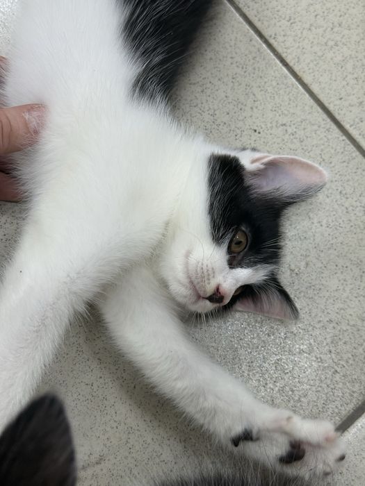 Котята с доставкой