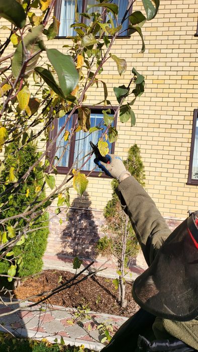 Плодовая обрезка