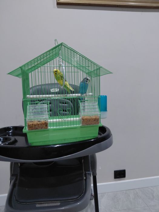 Попугай / попугай каскелен/