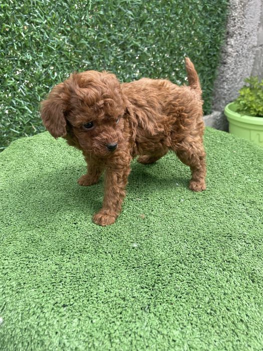 Мини той пудел женски и мъжки