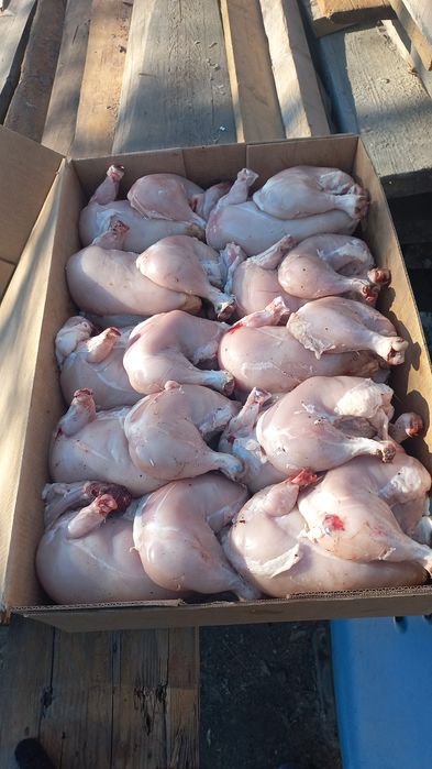 Продам домашних бройлеров