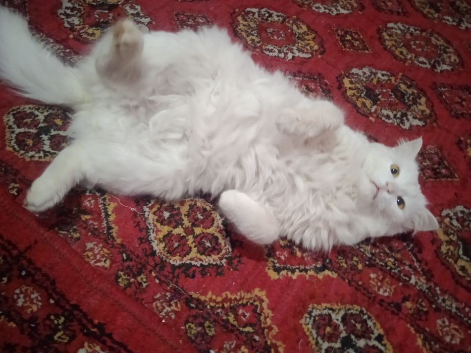 Turk Angora erkak sogʻlom