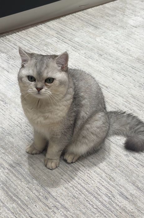 Кот, серебренная шиншилла.