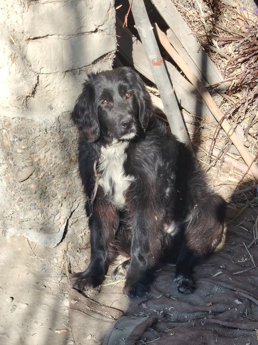 It sotladi ovchi it orgatlmagan