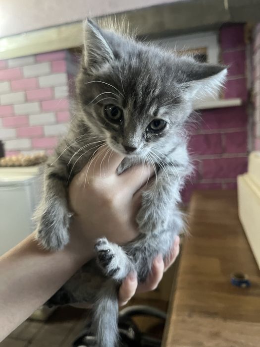 Отдам котенка в добрые руки
