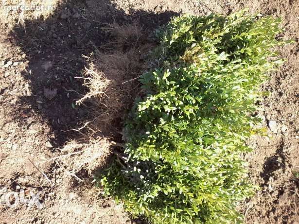 Buxus si tuia(planta ornamentala,gard viu)