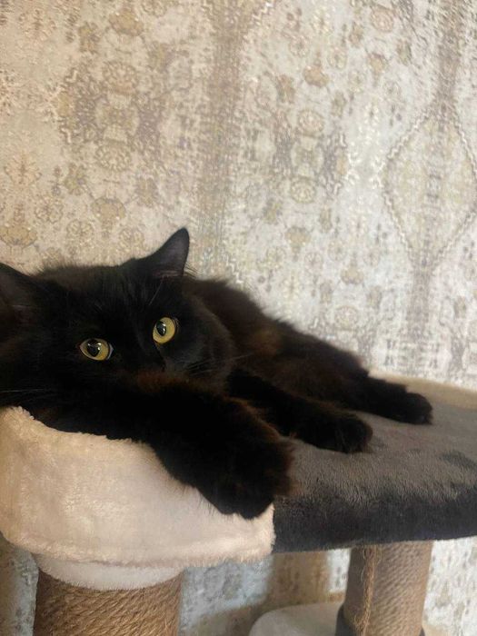 Черный кот, 2 года