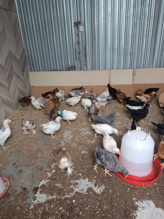 Шожектер сатылады