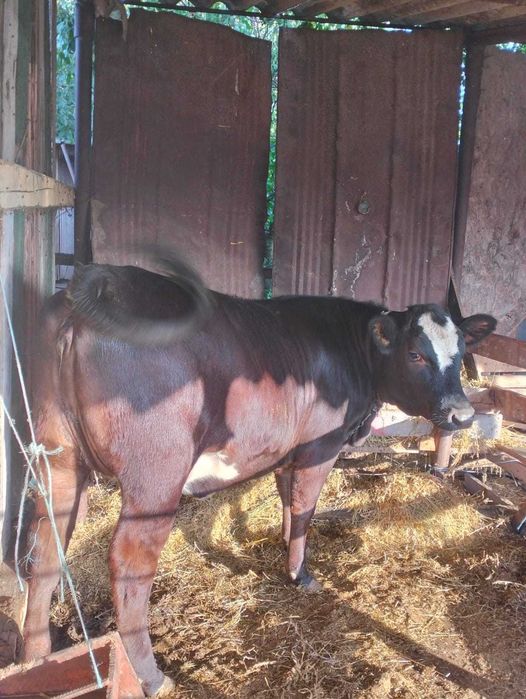 De vânzare vitea angus 11 luni
