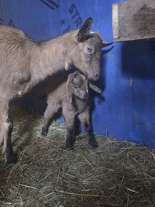 Alpina franceza iadă