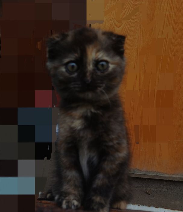 котята в добрые руки.