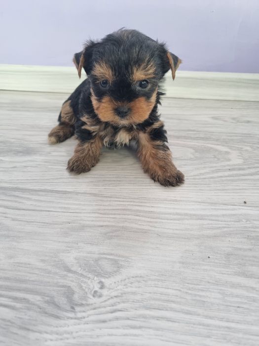 Йоркшир териери момчета.