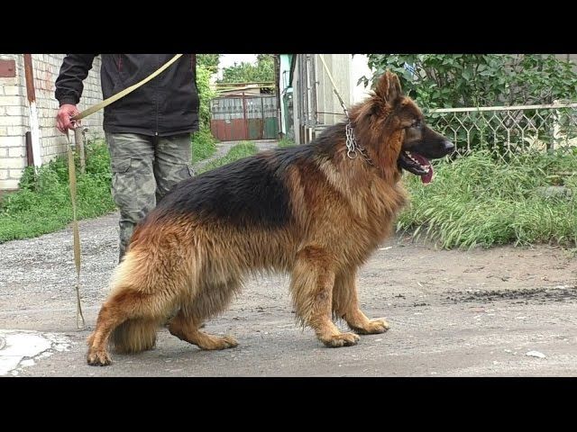 Немецкая овчарка кобель
