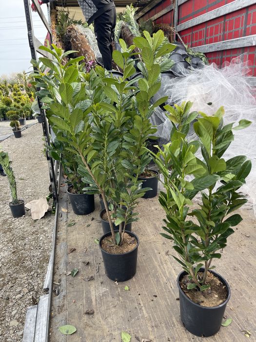 Laurus Englezesc