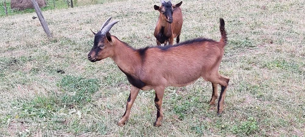 Vind țapisori  rasă  alpină franceză !