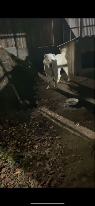 Продам сао алабай