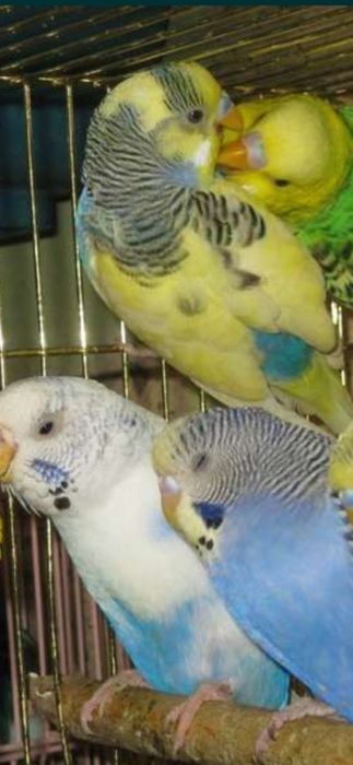 Попугай  молодые волнистые
