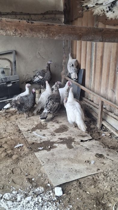 Индюктер сатылады жас