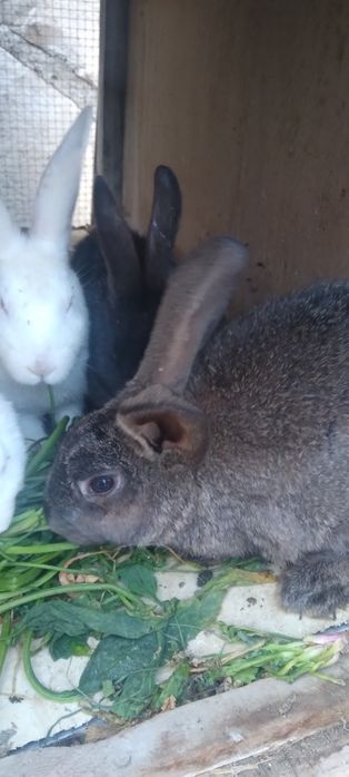 Quyon bor narxi 100000