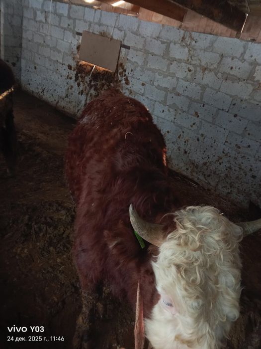 бычки полтора года