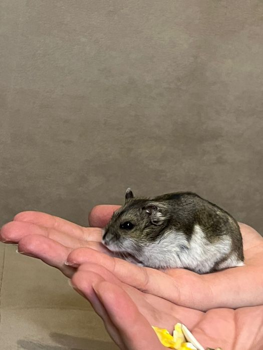 Продам хомяков с клеткой