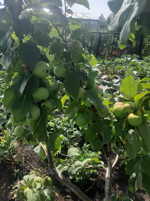 Продам дачу ПК СТ Борки