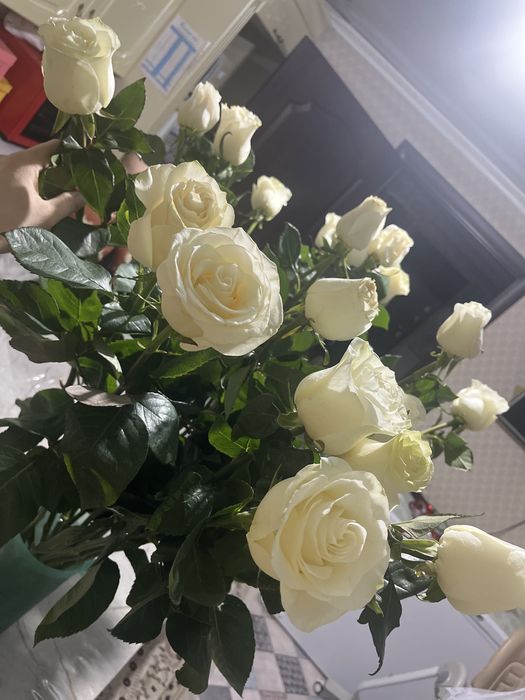 Ак роза гулдер сатамын. Свежый солмаган