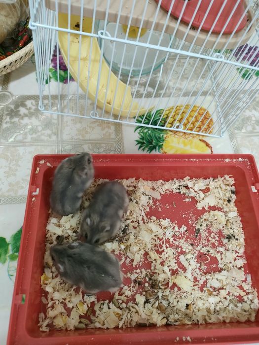 Продам джунгарских хомяков