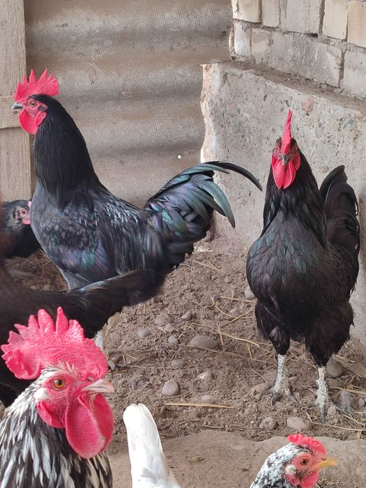 Продаются домашние черные петухи. Кора хонаки хурозлар сотилади