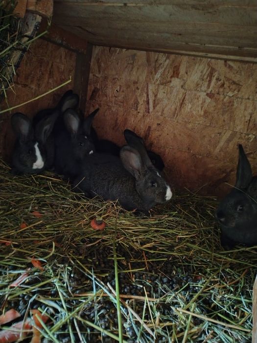 Vând iepuri de companie