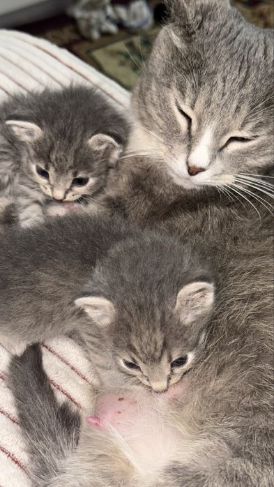 Котята…………………………………………………………