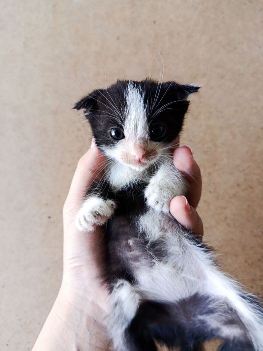 Продам конка скоттиш фолд