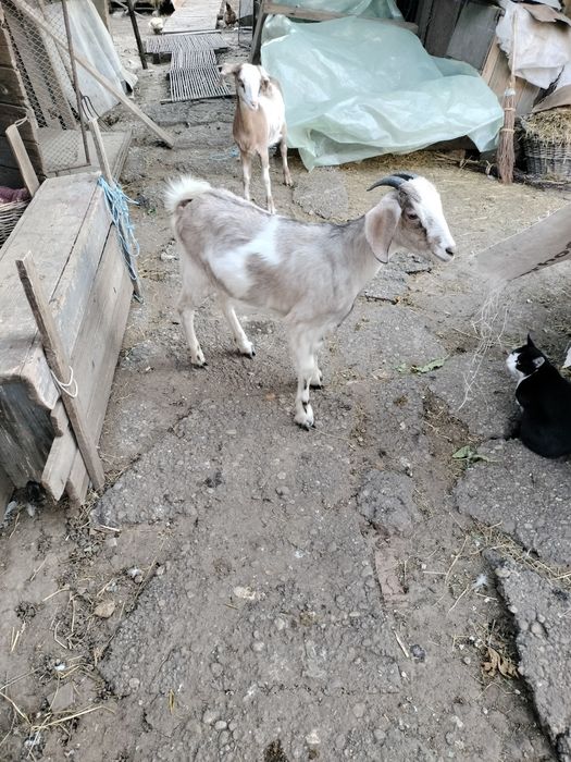 Ieduțe de vanzare