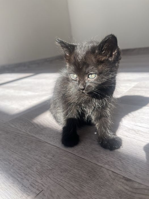 Котята в добрые руки Талгар/Кендала