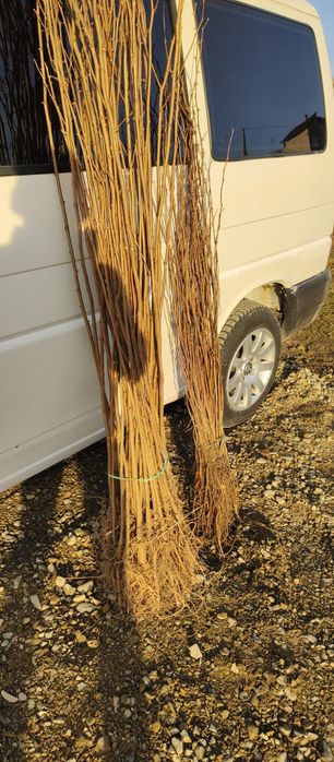 Puieți salcâm frasin fag carpen ulm plop mesteacăn brad molid Tei arin