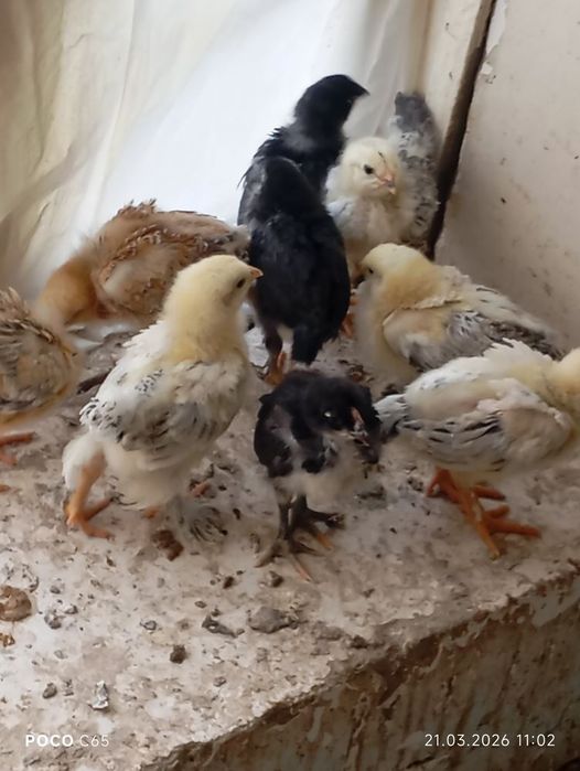 Xonaki jòjalar sotiladi