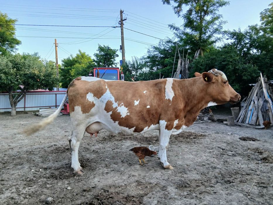 Vacă în Silișcani