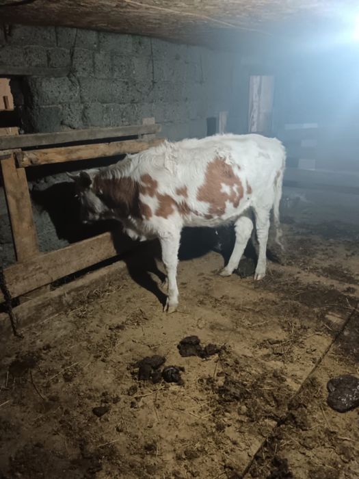 продам бычков/ продам коров