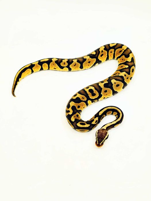 Pitoni Regali (Python Regius)