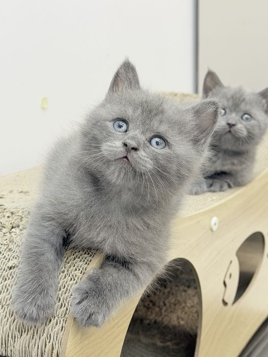 Продается котик британец